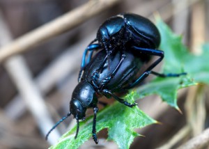 Mating Beetles